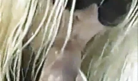 Nurse furry porn game in stockings